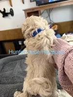 Hunter, a male Havapoo for sale in Lebanon, MO – 2 of 6