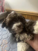 Violet, a female Havapoo for sale in Lebanon, MO – Photo 4 of 6