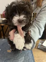 Violet, a female Havapoo for sale in Lebanon, MO – Photo 2 of 6