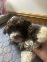 Violet, a female Havapoo for sale in Lebanon, MO – Photo 6 of 6