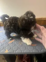 Violet, a female Havapoo for sale in Lebanon, MO – Photo 3 of 6