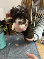 Violet, a female Havapoo for sale in Lebanon, MO – Photo 5 of 6