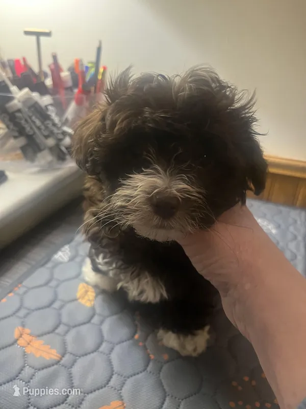 Violet, a female Havapoo for sale in Lebanon, MO – Photo 1 of 6