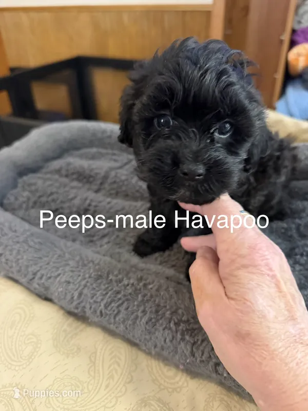 Peeps – Havapoo puppy for sale in Lebanon, MO