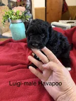 Luigi, a male Havapoo for sale in Lebanon, MO – 2 of 5
