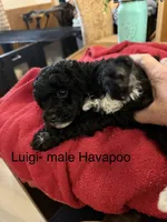 Luigi, a male Havapoo for sale in Lebanon, MO – 4 of 5