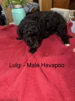 Luigi, a male Havapoo for sale in Lebanon, MO – 5 of 5