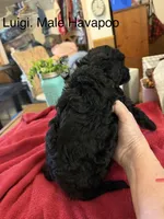 Luigi, a male Havapoo for sale in Lebanon, MO – 3 of 5