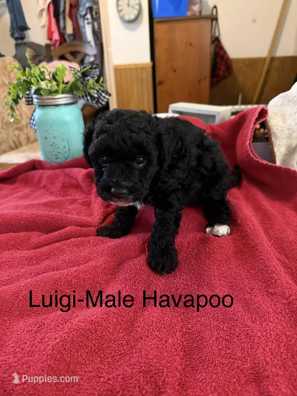 Luigi – Havapoo puppy for sale in Lebanon, MO