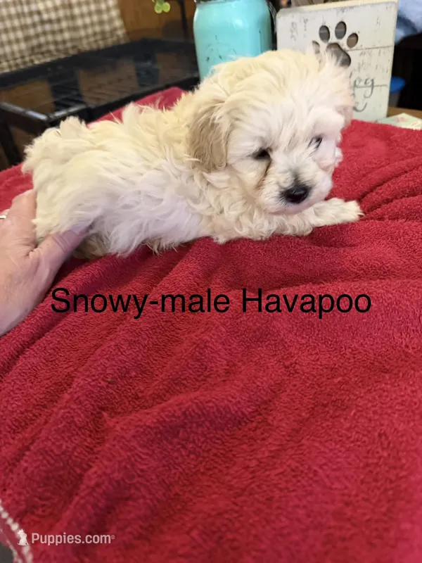 Snowy – Havapoo puppy on hold in Lebanon, MO
