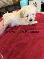 Snowy, a male Havapoo for sale in Lebanon, MO – 1 of 4