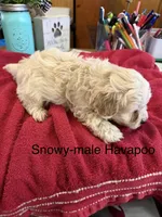 Snowy, a male Havapoo for sale in Lebanon, MO – 4 of 4