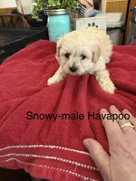 Snowy, a male Havapoo for sale in Lebanon, MO – 3 of 4