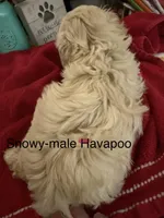 Snowy, a male Havapoo for sale in Lebanon, MO – 2 of 4