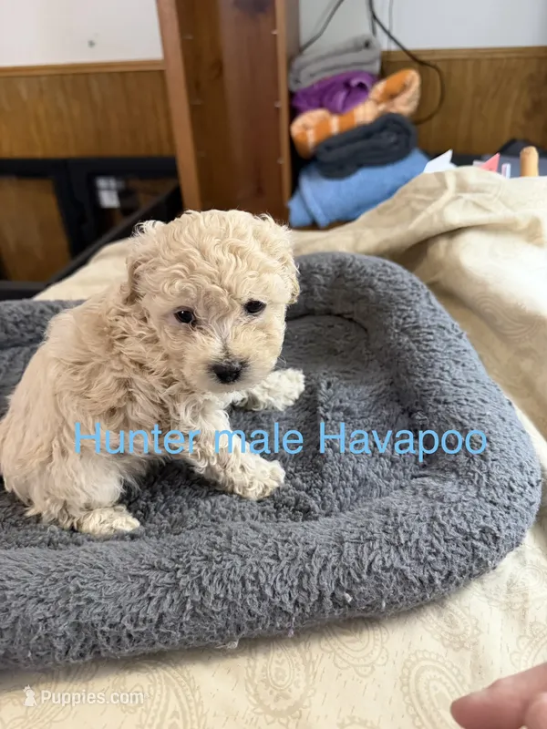 Hunter – Havapoo puppy for sale in Lebanon, MO