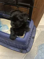 Victor, a male Havapoo for sale in Lebanon, MO – Photo 1 of 3