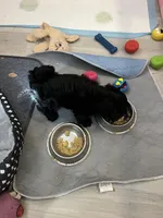 Victor, a male Havapoo for sale in Lebanon, MO – Photo 3 of 3