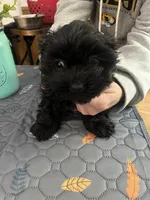 Victor, a male Havapoo for sale in Lebanon, MO – Photo 2 of 3