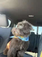 Hershey, a male Havapoo for sale in Lebanon, MO – Photo 2 of 2