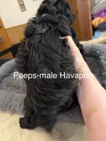 Peeps, a male Havapoo for sale in Lebanon, MO – 4 of 4