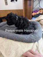 Peeps, a male Havapoo for sale in Lebanon, MO – 2 of 4