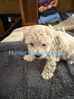 Hunter, a male Havapoo for sale in Lebanon, MO – 5 of 6