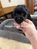 Peeps, a male Havapoo for sale in Lebanon, MO – 3 of 4