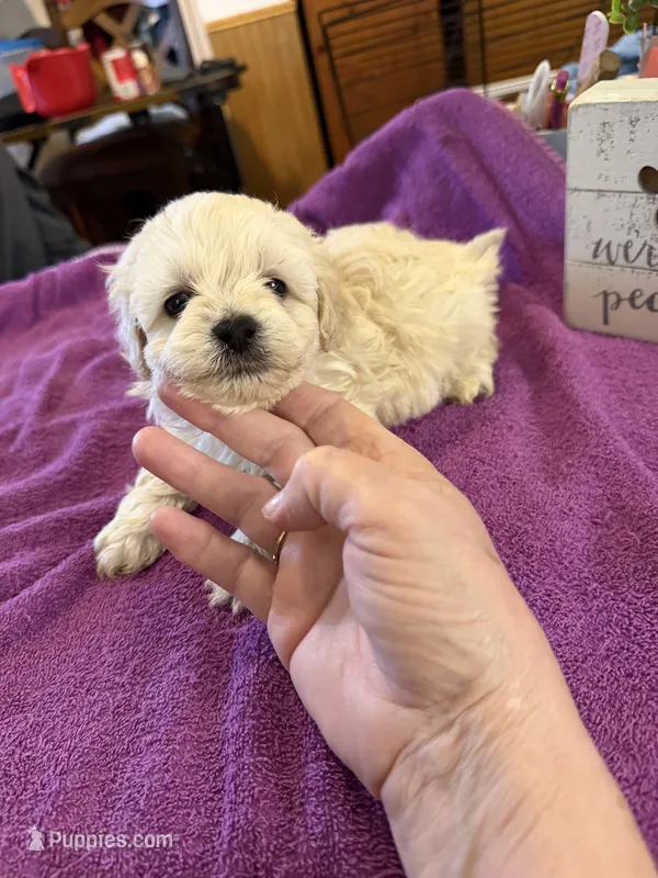 Breeze – Havapoo puppy on hold in Lebanon, MO