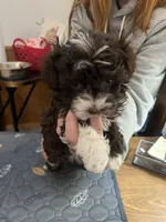 Violet, a female Havapoo for sale in Lebanon, MO – Photo 3 of 4