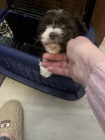 Violet, a female Havapoo for sale in Lebanon, MO – Photo 4 of 4