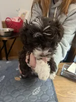 Violet, a female Havapoo for sale in Lebanon, MO – Photo 1 of 4