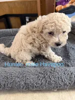 Hunter, a male Havapoo for sale in Lebanon, MO – 3 of 6