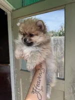 Chiquita, a female Pomeranian for sale in San Jose, CA – Photo 2 of 2