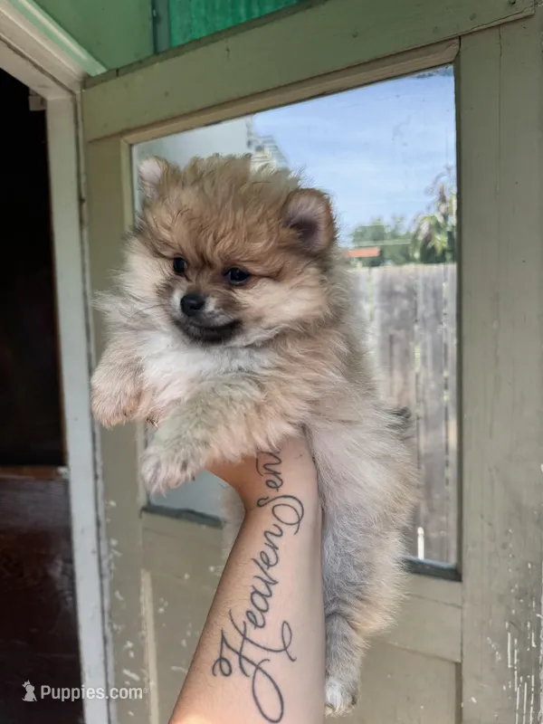 Chiquita, a female Pomeranian for sale in San Jose, CA – Photo 1 of 2