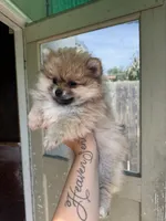 Chiquita, a female Pomeranian for sale in San Jose, CA – Photo 1 of 2