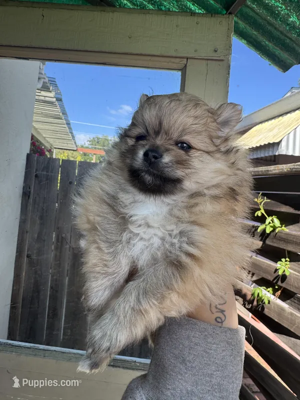 Chiquita – Pomeranian puppy for sale in San Jose, CA