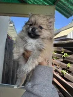 Chiquita, a female Pomeranian for sale in San Jose, CA – Photo 3 of 3