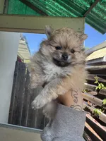 Chiquita, a female Pomeranian for sale in San Jose, CA – Photo 2 of 3