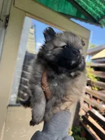 Canelo, a male Pomeranian for sale in San Jose, CA – Photo 1 of 3