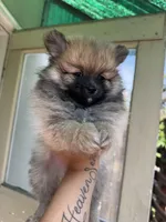 Canelo, a male Pomeranian for sale in Palo Alto, CA – 2 of 3