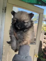 Canelo, a male Pomeranian for sale in San Jose, CA – Photo 2 of 3