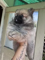 Canelo, a male Pomeranian for sale in Palo Alto, CA – 3 of 3
