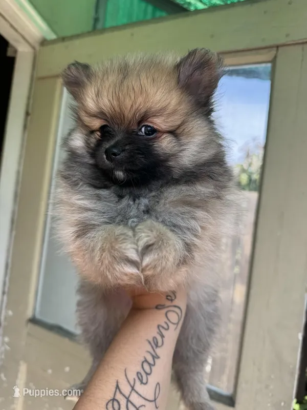 Canelo – Pomeranian puppy for sale in San Jose, CA