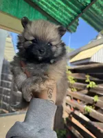 Canelo, a male Pomeranian for sale in San Jose, CA – Photo 3 of 3