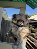 Cinnamon, a female Pomeranian for sale in San Jose, CA – Photo 2 of 3