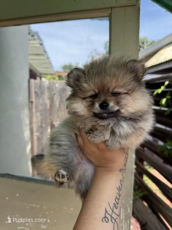 Cinnamon – Pomeranian puppy for sale in San Jose, CA