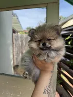 Cinnamon, a female Pomeranian for sale in Palo Alto, CA – 1 of 3