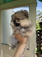 Cinnamon, a female Pomeranian for sale in Palo Alto, CA – 2 of 3