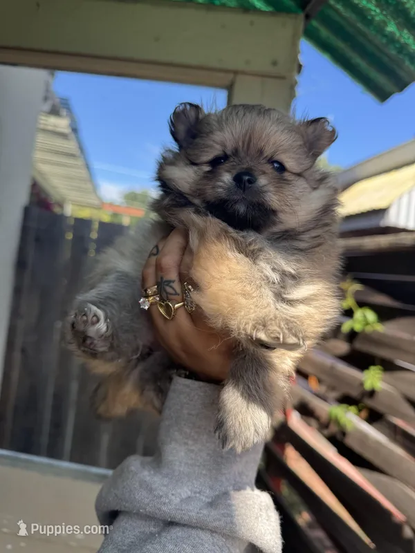 Cinnamon – Pomeranian puppy on hold in San Jose, CA