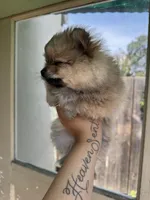 Cinnamon, a female Pomeranian for sale in Palo Alto, CA – 3 of 3